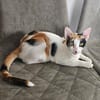Kuschelkatze sucht Liebe
