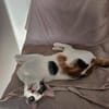 Kuschelkatze sucht Liebe