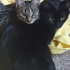 Nomi & Thea gemeinsames Zuhause gesucht