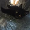 Nomi & Thea gemeinsames Zuhause gesucht