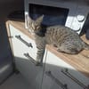 Nomi & Thea gemeinsames Zuhause gesucht