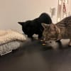 Nomi & Thea gemeinsames Zuhause gesucht