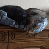 Nomi & Thea gemeinsames Zuhause gesucht
