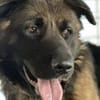 Ares sucht erfahrenes Zuhause