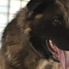 Ares sucht erfahrenes Zuhause