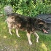 Dean sucht sein Für-Immer-Zuhause