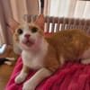 Süßer Peach sucht Dich