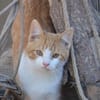 Süßer Peach sucht Dich