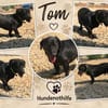 TOM, Mix, geb. 12/2019