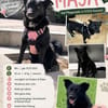 MAJA, Mix, geb. 07/2019