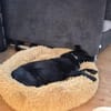 MAJA, Mix, geb. 07/2019