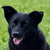 MAJA, Mix, geb. 07/2019