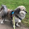 Candy sucht ein Zuhause