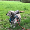 Candy sucht ein Zuhause