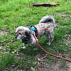 Candy sucht ein Zuhause