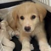 Rudolf, kleiner Welpe sucht neue Familie
