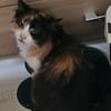 Katze Kiwi
