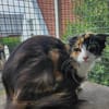 Katze Kiwi