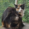 Katze Kiwi