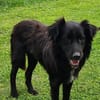 Klaus  ein sanfter Herzenshund sucht sein Glück ❤