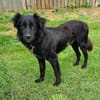 Klaus  ein sanfter Herzenshund sucht sein Glück ❤