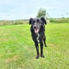 Klaus  ein sanfter Herzenshund sucht sein Glück ❤
