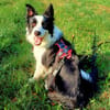 Merle - intelligent&kooperativ