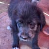 Dolly, kleines Hundemädchen sucht Zuhause