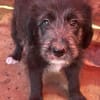 Dolly, kleines Hundemädchen sucht Zuhause