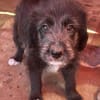 Dolly, kleines Hundemädchen sucht Zuhause