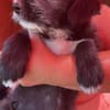 Dolly, kleines Hundemädchen sucht Zuhause