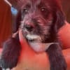 Dolly, kleines Hundemädchen sucht Zuhause