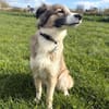 Lola - ist dynamisch&aufgeweckt
