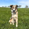 Lola - ist dynamisch&aufgeweckt