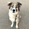 Lola - ist dynamisch&aufgeweckt
