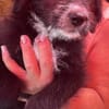 Dalia, kleines Hundemädchen sucht Körbchen
