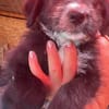 Dalia, kleines Hundemädchen sucht Körbchen