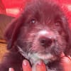 Dalia, kleines Hundemädchen sucht Körbchen