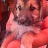 Dana, Hundekind sucht Körbchen