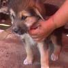 Dana, Hundekind sucht Körbchen