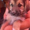 Dana, Hundekind sucht Körbchen