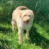 Barney auf Pflegestelle