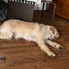 Barney auf Pflegestelle