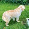 Barney auf Pflegestelle
