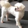Eddy sucht ein Zuhause