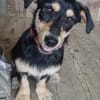 verspielte Cherry sucht aktive Familie