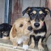 verspielte Cherry sucht aktive Familie