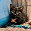 BAGHARA