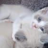 SMOKY a trouvé sa famille