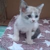 SMOKY a trouvé sa famille